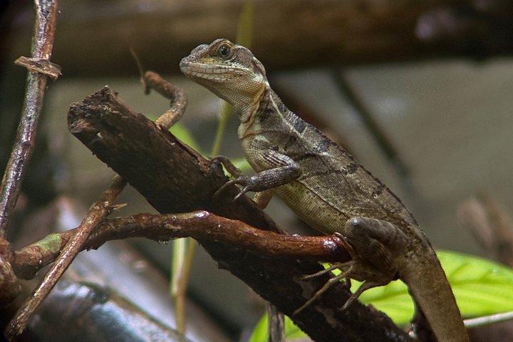 マヌエル・アントニオ国立公園のガイド付きツアー（チケットなし）