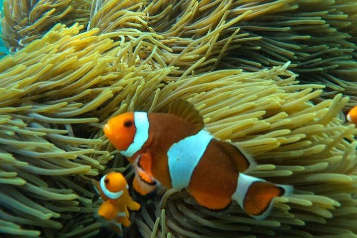 Bali Snorkeling : Blue Lagoon &Tanjung Jepun con Almuerzo & Traslado