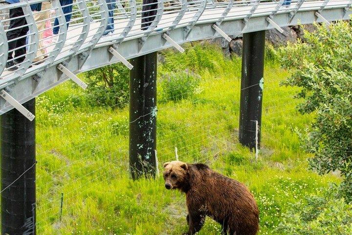 アンカレッジからの氷河クルーズと野生動物発見