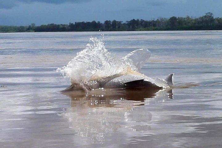 Excursão de um dia inteiro em Pacaya Samiria: Nascente do Rio Amazonas e Golfinhos