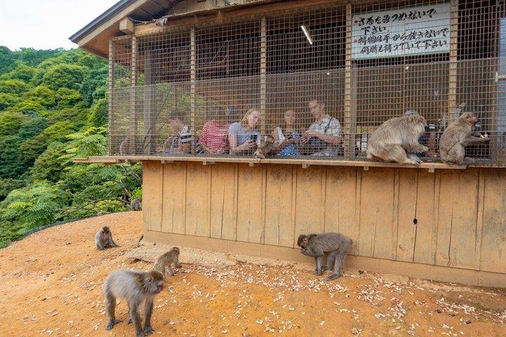 Kyoto : Arashiyama Unveiled – Bambo, Templo, Matcha, Macacos