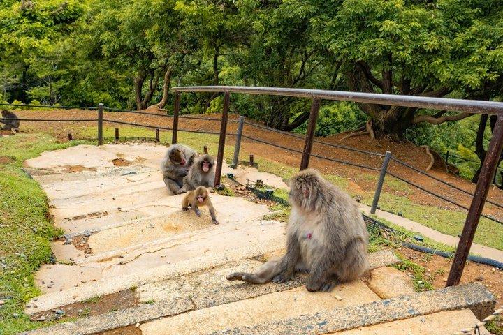 Kyoto : Arashiyama Unveiled – Bambo, Templo, Matcha, Macacos