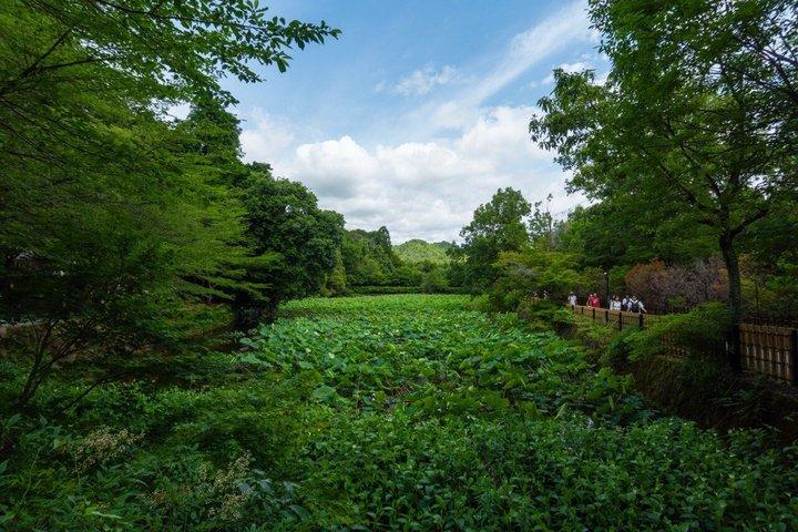 Kyoto : Arashiyama Unveiled – Bambo, Templo, Matcha, Macacos