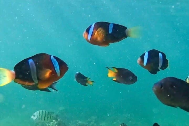 Hong Kong Volcano Sightseeing and Hidden Coral Snorkeling Tour