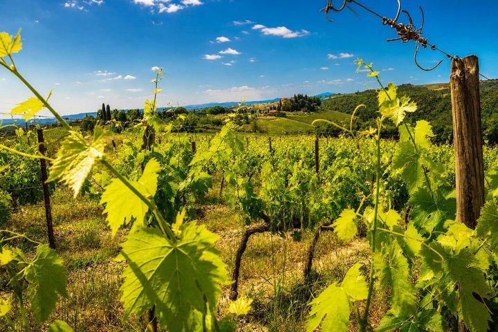 De Florence : Chianti Wine Experience & Toscan Saveurs