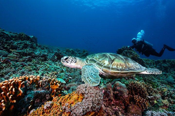Try Scuba Diving in the Red Sea with Mermates