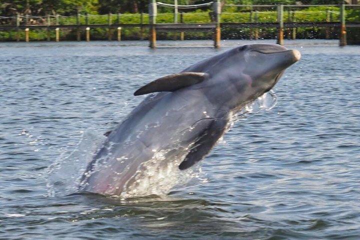 2 Std. Garantiert Delphin, Melbourne, ,Cocoa Beach.1030 am