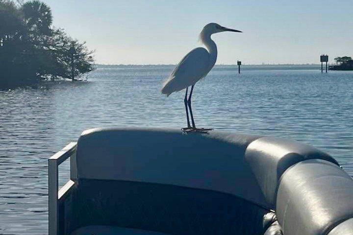 2 Hr Guaranteed Dolphin, Melbourne, ,Cocoa Beach.1030 am