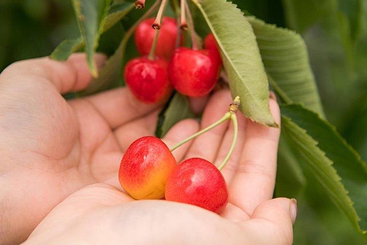 Privé 1 - dagtour door Cape Kamui en fruit plukken vanuit Sapporo