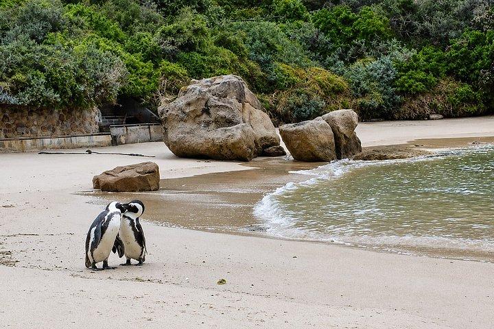 喜望峰、ケープポイント、ペンギンのプライベート午後ツアー