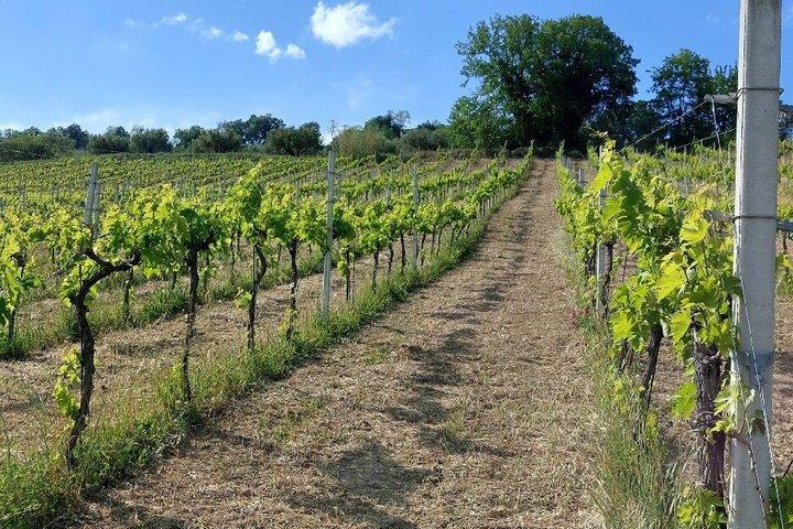 Visita a bodega y degustación en Abruzzo