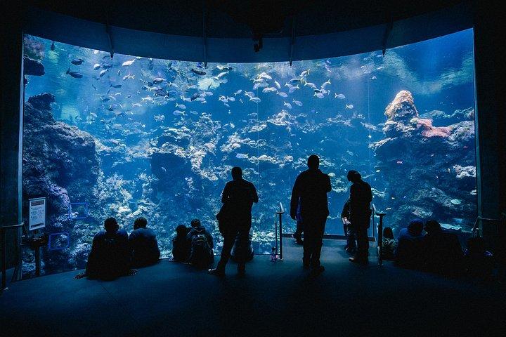 AquaFoz VIP Experience with Guided Tour