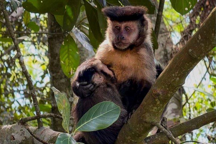 Bosque de Tijuca: cascadas, cuevas y vida silvestre