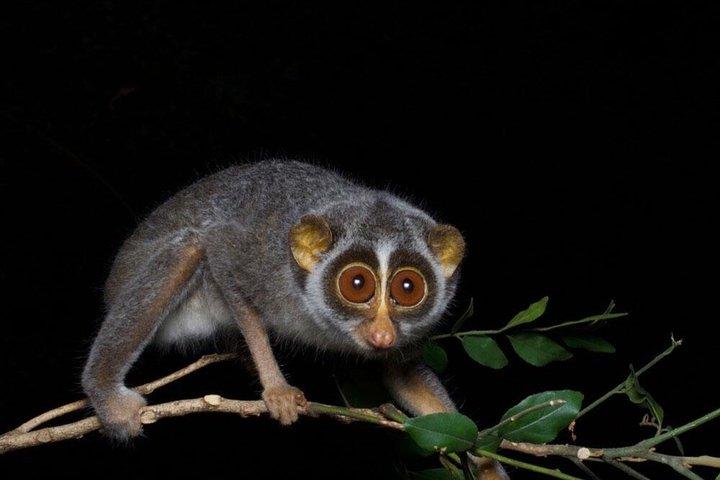 Sigiriya Loris Night Walk Experience avec Guide local