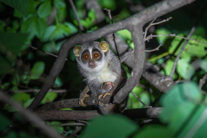 Sigiriya Loris Night Walk Experience avec Guide local