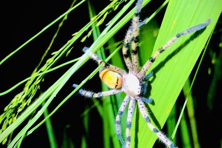 Sigiriya Loris Night Walk Experience avec Guide local