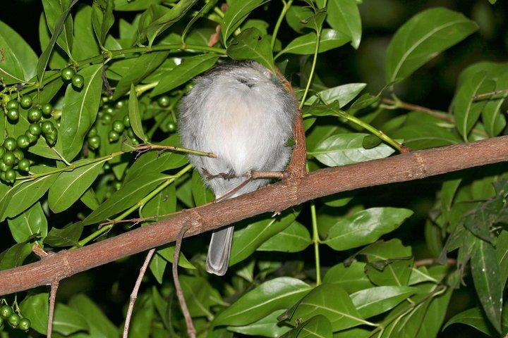 Sigiriya Loris Night Walk Experience avec Guide local