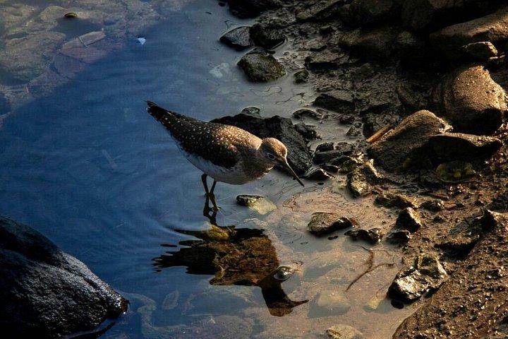 Small-Group Ketchikan Sightseeing Tour