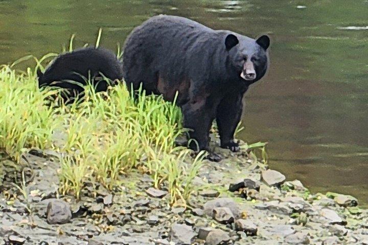 Small-Group Ketchikan Sightseeing Tour