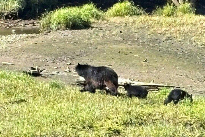 Small-Group Ketchikan Sightseeing Tour