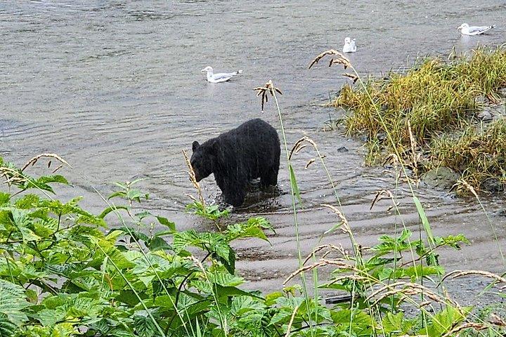 Small-Group Ketchikan Sightseeing Tour