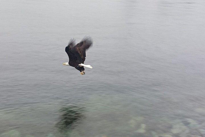 Small-Group Ketchikan Sightseeing Tour