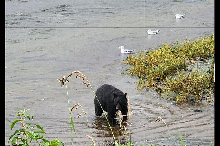 Small-Group Ketchikan Sightseeing Tour