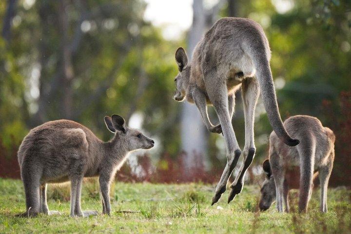 自然愛好家のための親密なブルーマウンテンズワイルドカンガルー＆サンセット