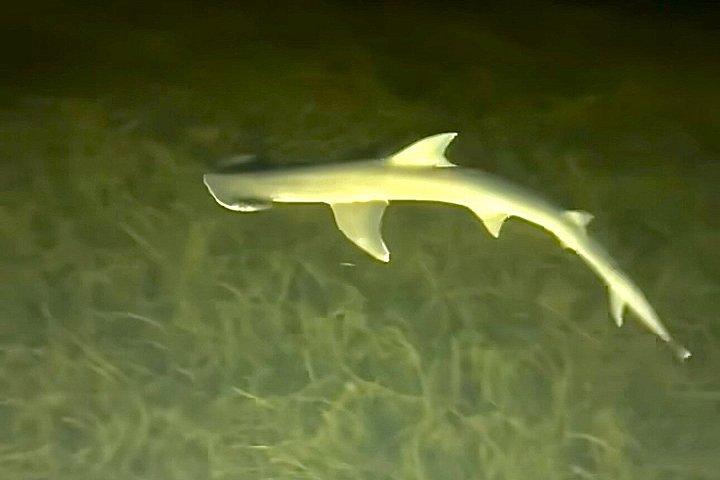 アナマリア島のナイトグロークリアカヤックアドベンチャー