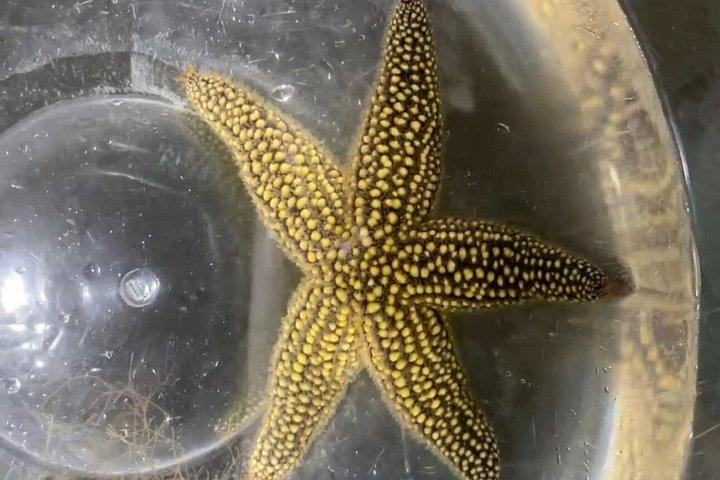 アナマリア島のナイトグロークリアカヤックアドベンチャー
