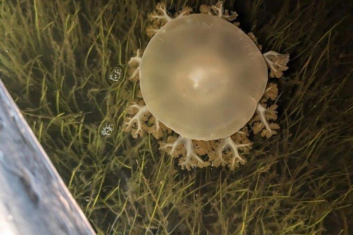 アナマリア島のナイトグロークリアカヤックアドベンチャー