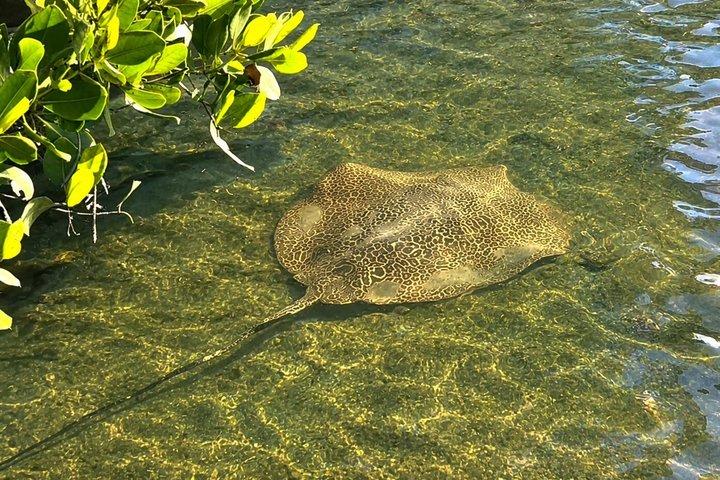 Noosa Heads : Epic Hidden Waterways & Wildlife Kayak Tour