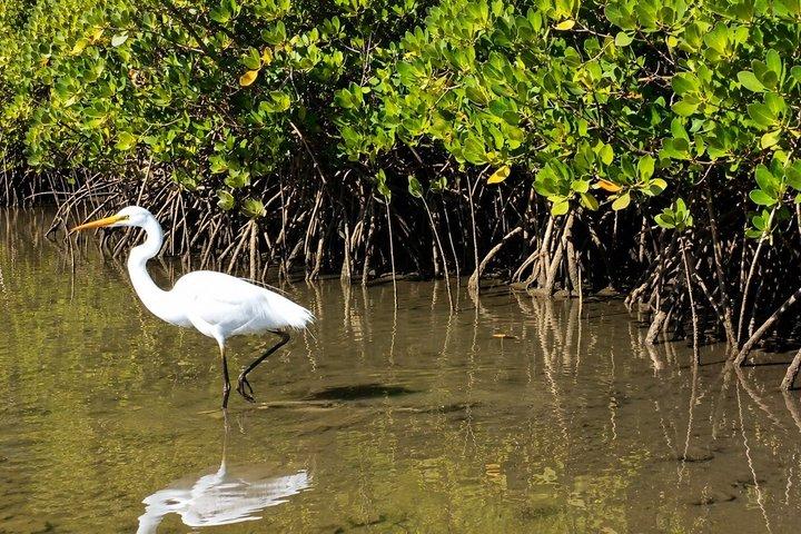 Noosa Heads : Epic Hidden Waterways & Wildlife Kayak Tour