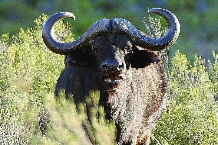 Explore the Best Big 5 Full Day Safari and Wine Tasting