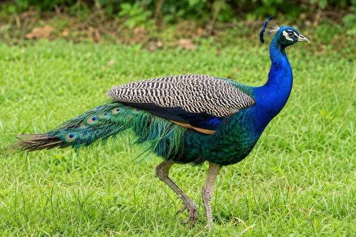 チトワン国立公園ジャングルサファリツアー3日間