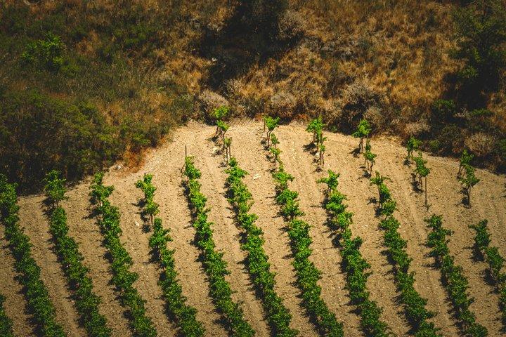 Excursión en grupo pequeño a Toledo y Bodega Boutique con recogida desde Madrid