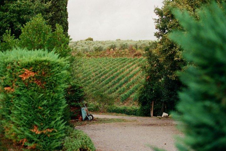 Excursión en grupo pequeño a Toledo y Bodega Boutique con recogida desde Madrid