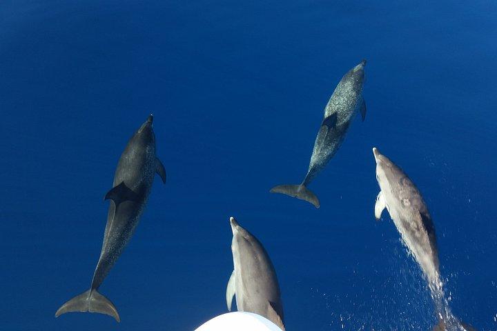 Afternoon Discovery Whale Watching Experience Los Cristianos