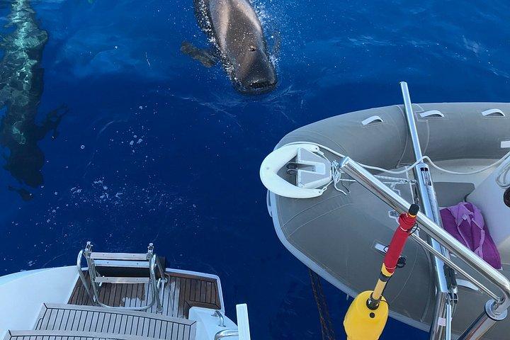 Afternoon Discovery Whale Watching Experience Los Cristianos