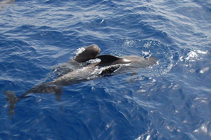 Afternoon Discovery Whale Watching Experience Los Cristianos