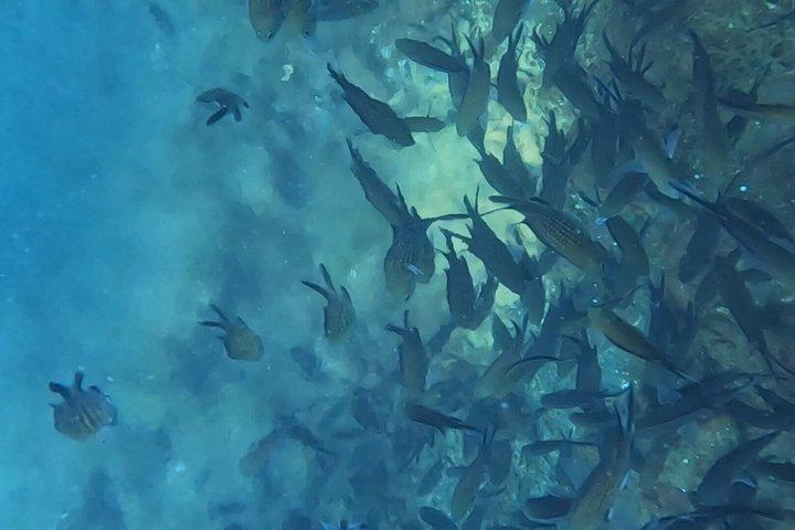 Diving at the Baia Submerged Park for certified divers