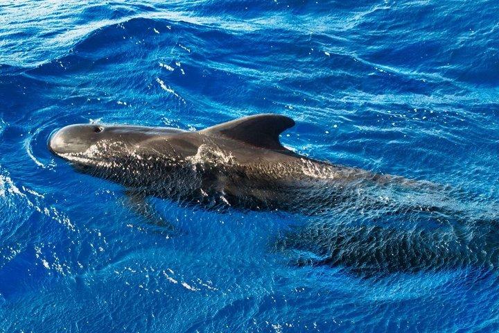 Observação de baleias e golfinhos + natação