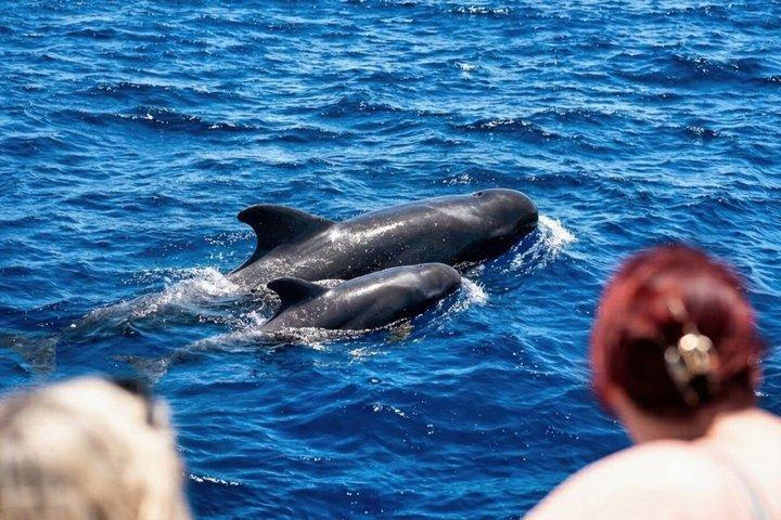 Observação de baleias e golfinhos + natação