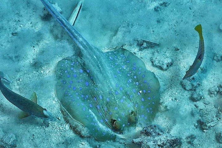 フルガダの紅海水族館（オプション）付きシティツアー