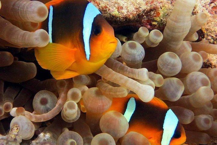 フルガダの紅海水族館（オプション）付きシティツアー