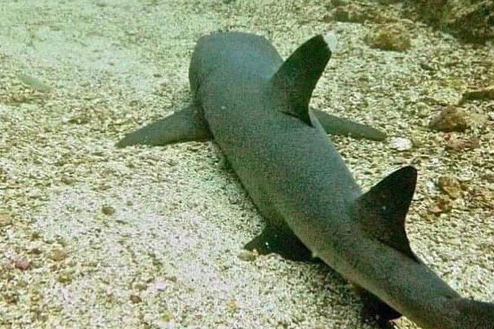 フルガダの紅海水族館（オプション）付きシティツアー