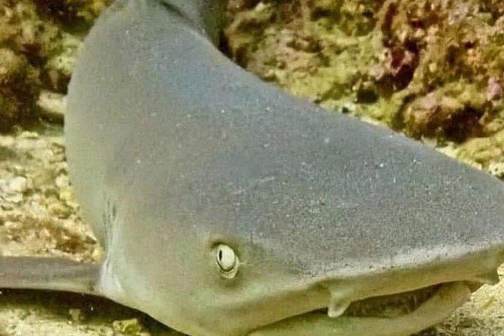 フルガダの紅海水族館（オプション）付きシティツアー