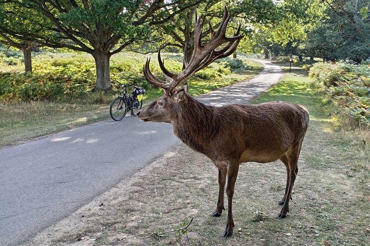 London E Bike Tour Richmond Park Deer and Hidden Gems