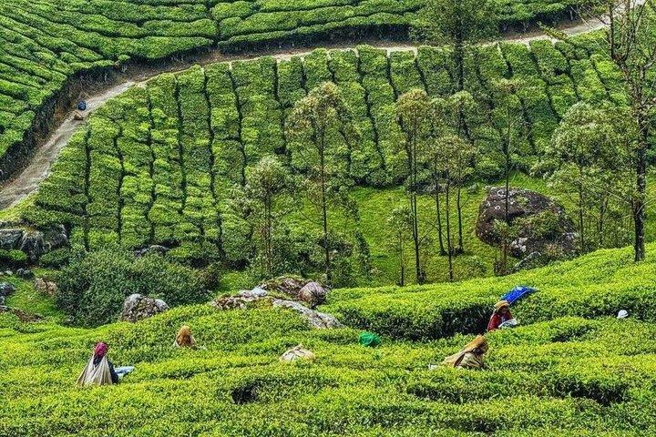 Best of Kerala: 8-Day Private Tour with Hotel & Houseboat Stay