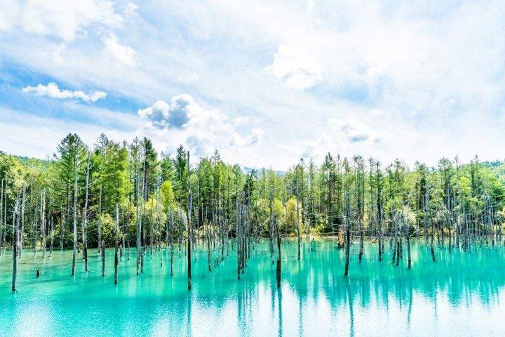 Blue Pond & Flower Fields Escape : Excursión de día completo a Furano y Biei